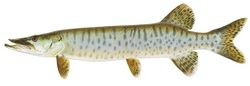 muskellunge